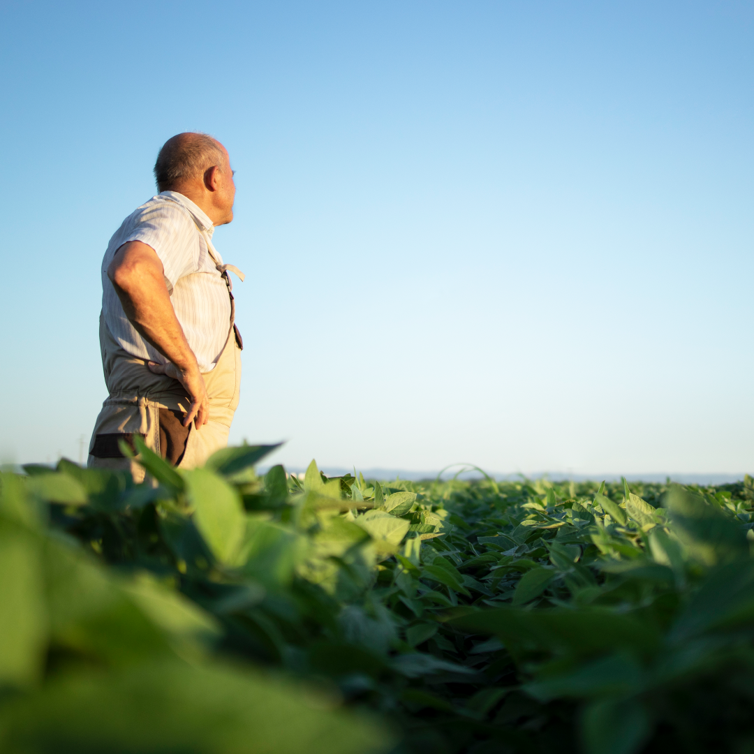 Productor recorriendo un cultivo del campo paraguayo